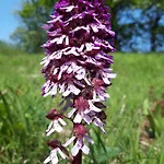 Des Lilas ヴィラ