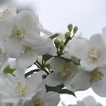 ヴィラ Des Lilas