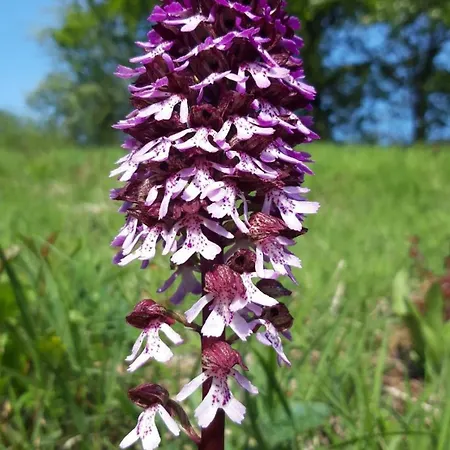 Des Lilas Villa