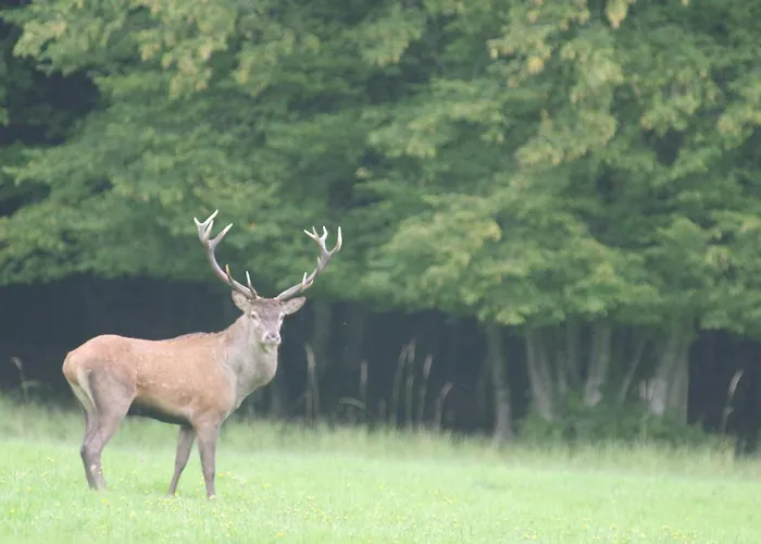 ヴィラ Des Lilas *