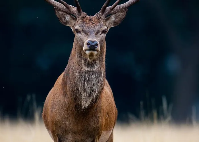 ヴィラ Des Lilas Stenay
