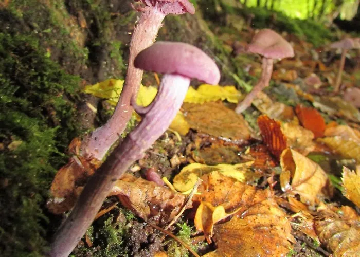 Des Lilas ヴィラ *